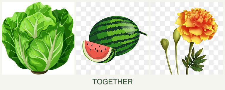 Can you plant lettuce, melons and marigolds together?