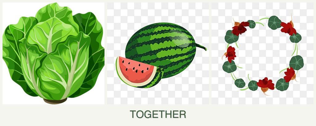 Can you plant lettuce, melons and nasturtiums together?