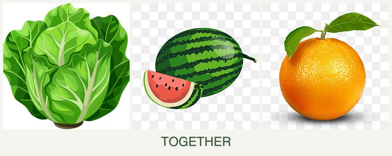 Can you plant lettuce, melons and oranges together?