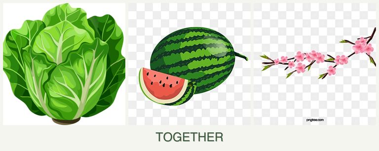 Can you plant lettuce, melons and peaches together?