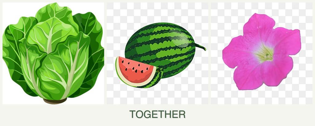Can you plant lettuce, melons and petunias together?