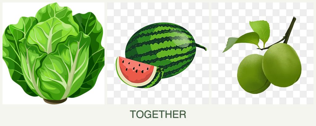 Can you plant lettuce, melons and plums together?