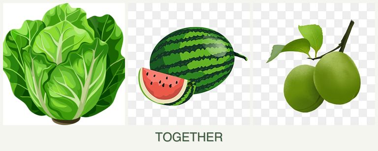 Can you plant lettuce, melons and plums together?