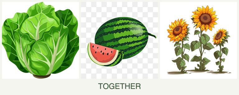Can you plant lettuce, melons and sunflowers together?
