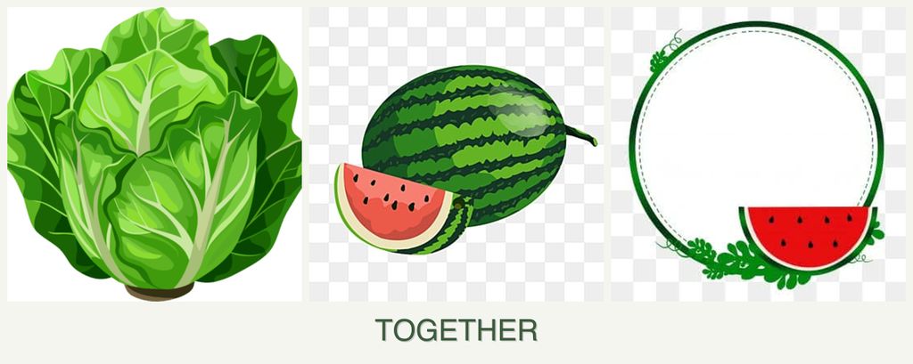 Can you plant lettuce, melons and watermelons together?