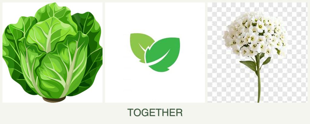 Can you plant lettuce, mint and alyssum together?