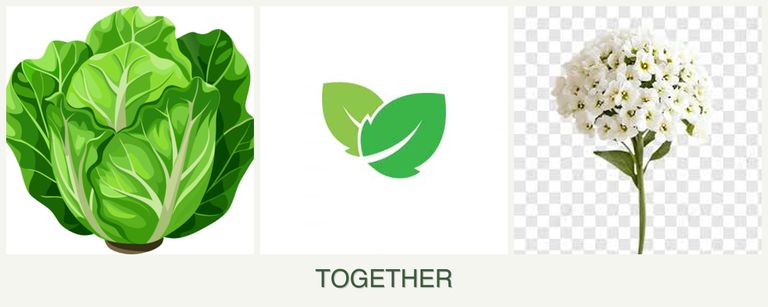 Can you plant lettuce, mint and alyssum together?