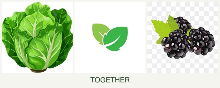 Can you plant lettuce, mint and blackberries together?