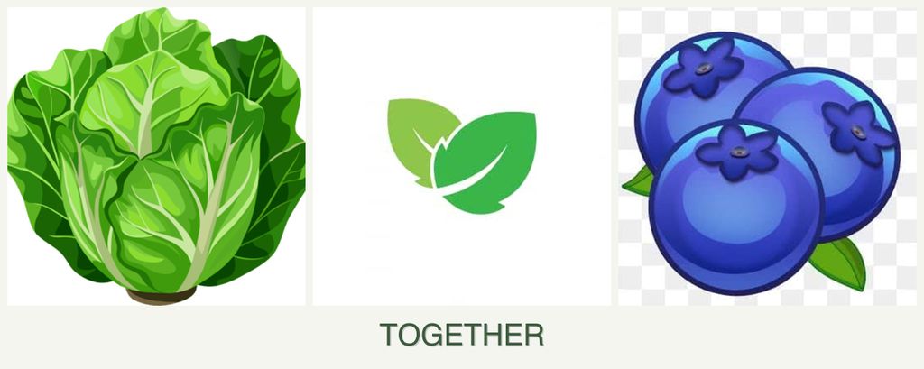 Can you plant lettuce, mint and blueberries together?