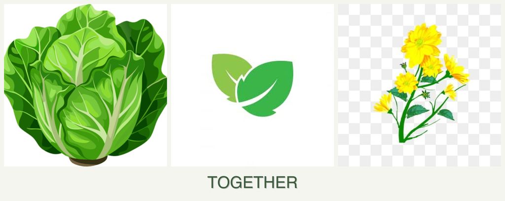 Can you plant lettuce, mint and calendula together?