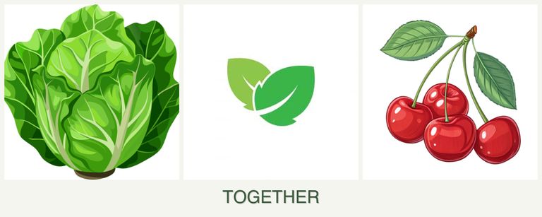 Can you plant lettuce, mint and cherries together?