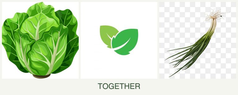 Can you plant lettuce, mint and chives together?
