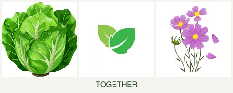 Can you plant lettuce, mint and cosmos together?