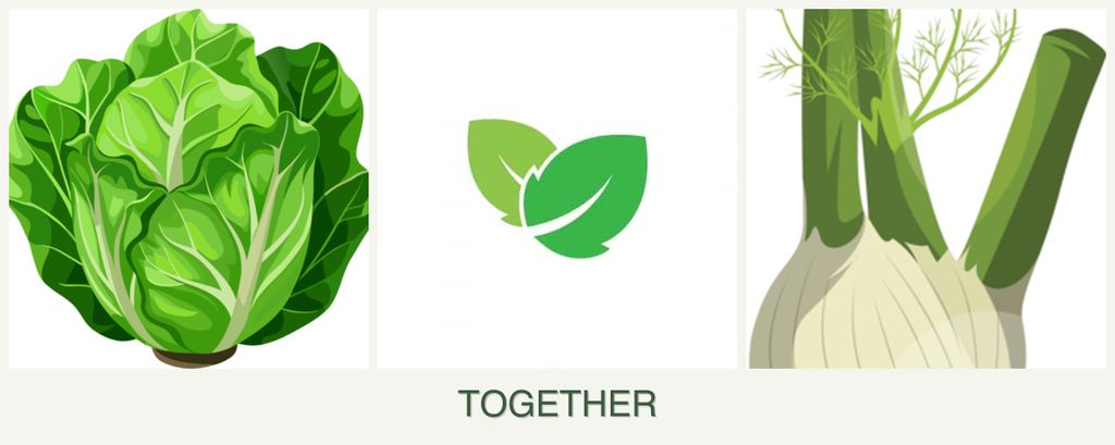Can you plant lettuce, mint and fennel together?