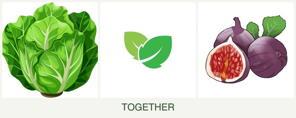 Can you plant lettuce, mint and figs together?