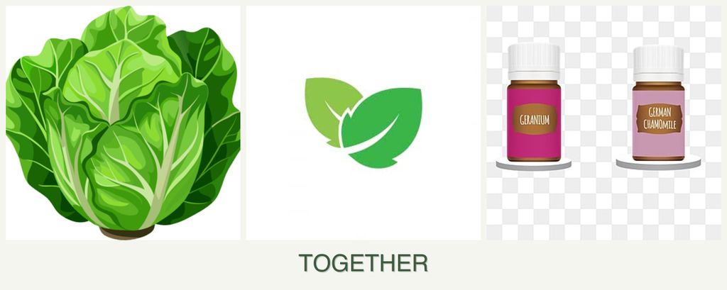 Can you plant lettuce, mint and geraniums together?