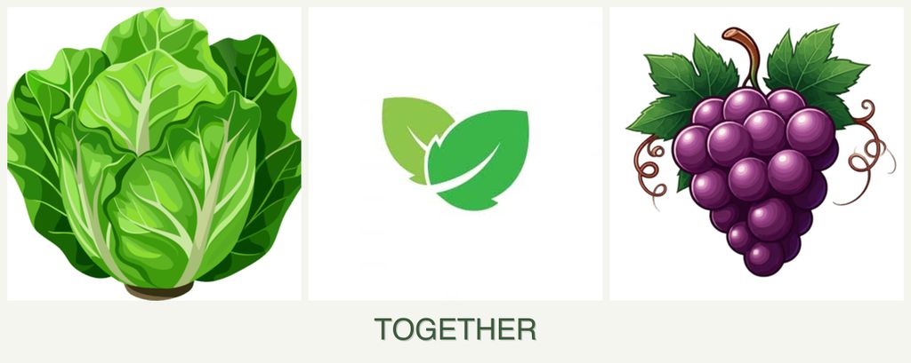 Can you plant lettuce, mint and grapes together?