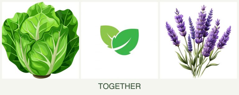 Can you plant lettuce, mint and lavender together?