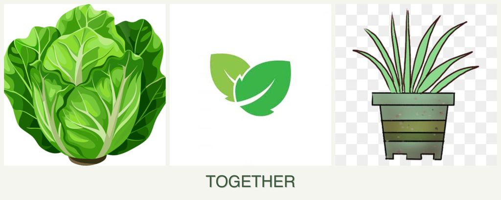 Can you plant lettuce, mint and lemongrass together?