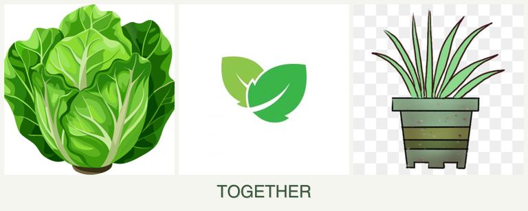 Can you plant lettuce, mint and lemongrass together?