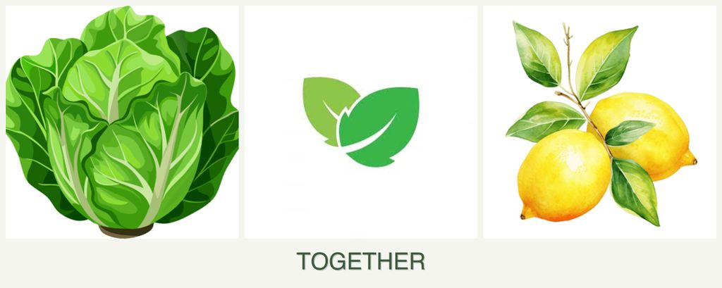Can you plant lettuce, mint and lemons together?
