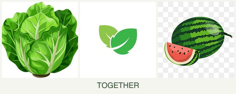 Can you plant lettuce, mint and melons together?