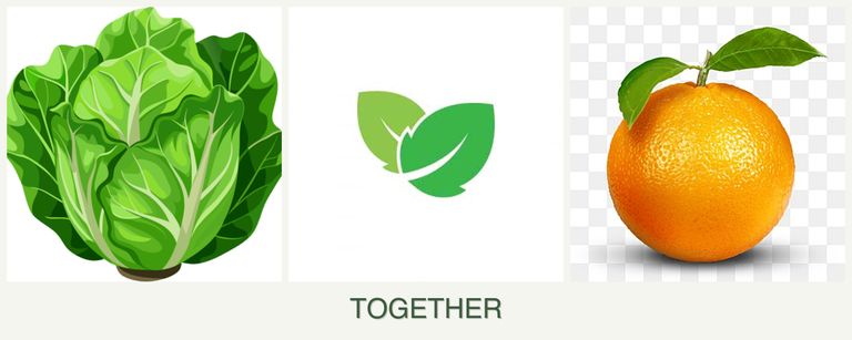 Can you plant lettuce, mint and oranges together?