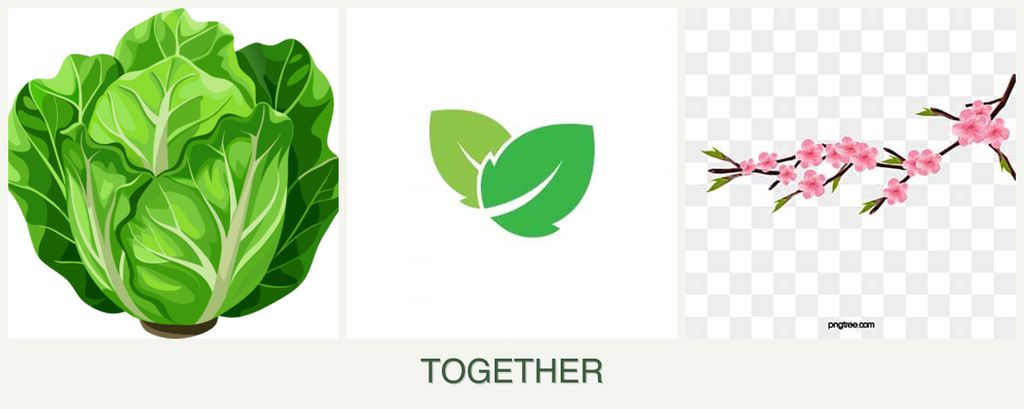 Can you plant lettuce, mint and peaches together?