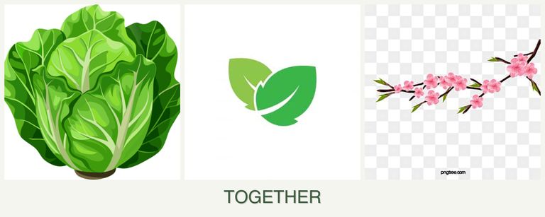 Can you plant lettuce, mint and peaches together?