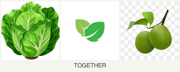 Can you plant lettuce, mint and plums together?