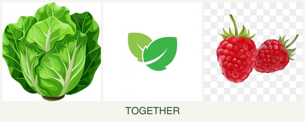 Can you plant lettuce, mint and raspberries together?