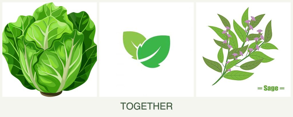 Can you plant lettuce, mint and sage together?