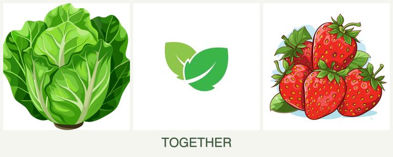 Can you plant lettuce, mint and strawberries together?