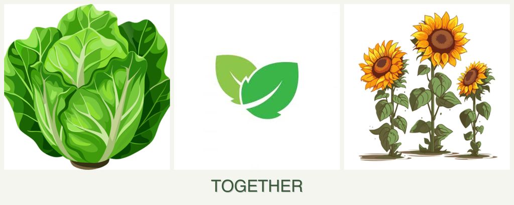 Can you plant lettuce, mint and sunflowers together?