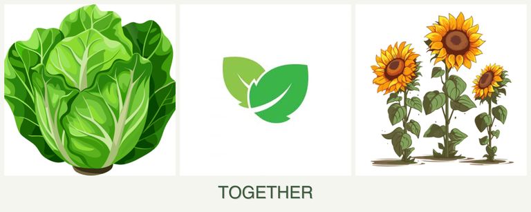 Can you plant lettuce, mint and sunflowers together?