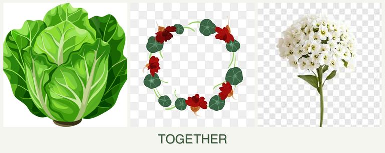 Can you plant lettuce, nasturtiums and alyssum together?