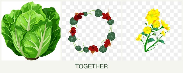 Can you plant lettuce, nasturtiums and calendula together?