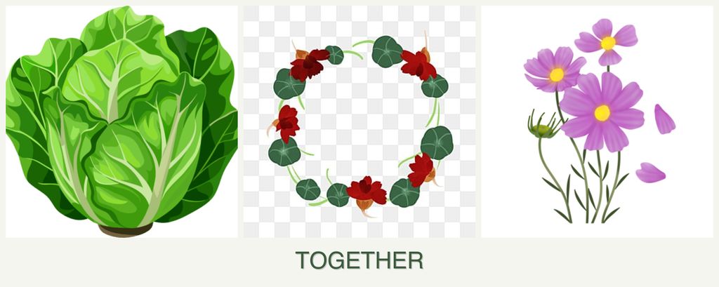 Can you plant lettuce, nasturtiums and cosmos together?
