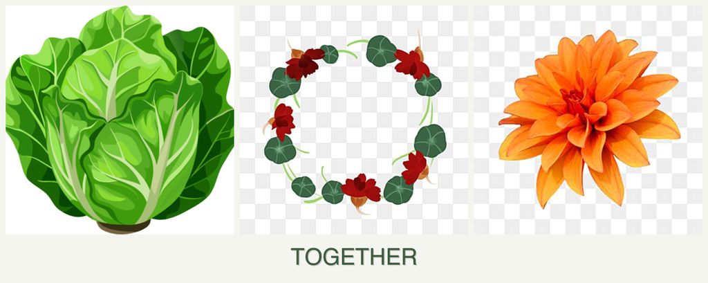 Can you plant lettuce, nasturtiums and dahlias together?