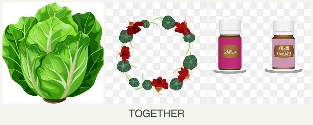 Can you plant lettuce, nasturtiums and geraniums together?