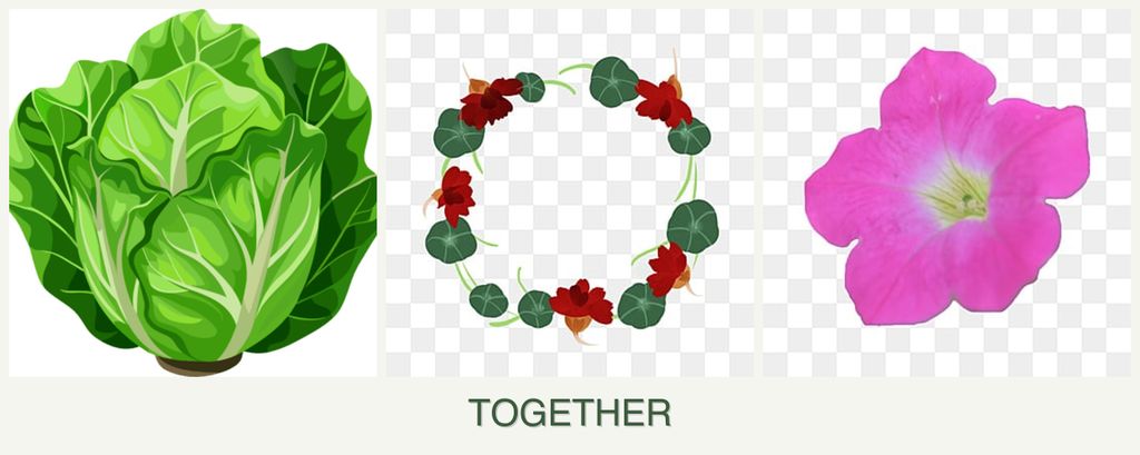 Can you plant lettuce, nasturtiums and petunias together?