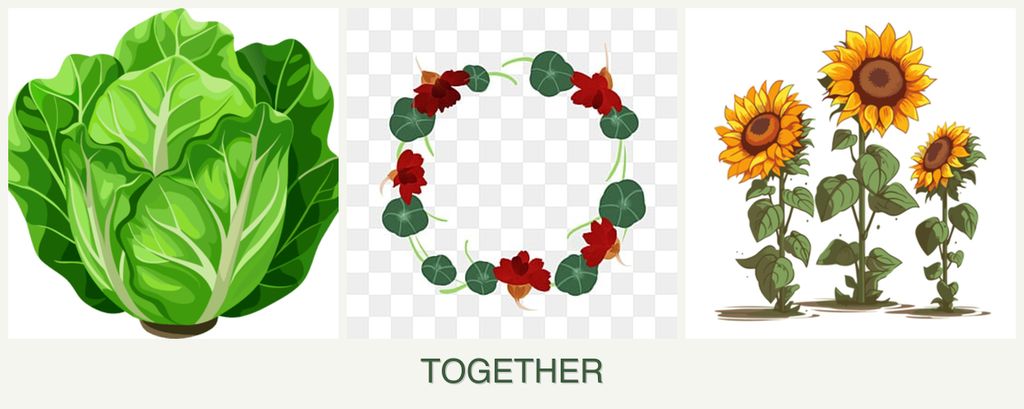 Can you plant lettuce, nasturtiums and sunflowers together?