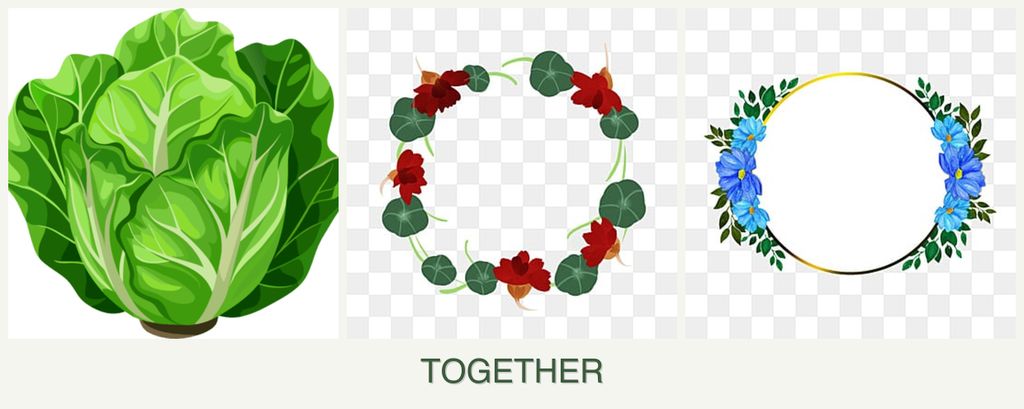 Can you plant lettuce, nasturtiums and zinnias together?