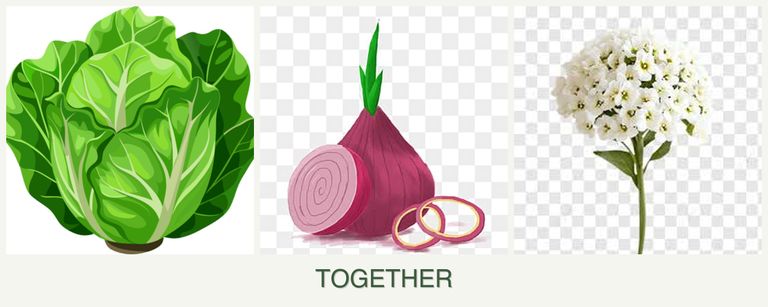 Can you plant lettuce, onions and alyssum together?