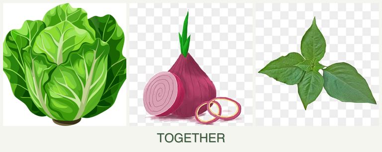 Can you plant lettuce, onions and basil together?