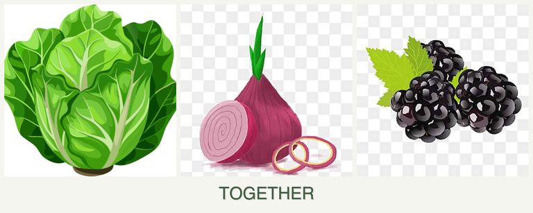 Can you plant lettuce, onions and blackberries together?