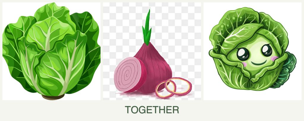 Can you plant lettuce, onions and cabbage together?