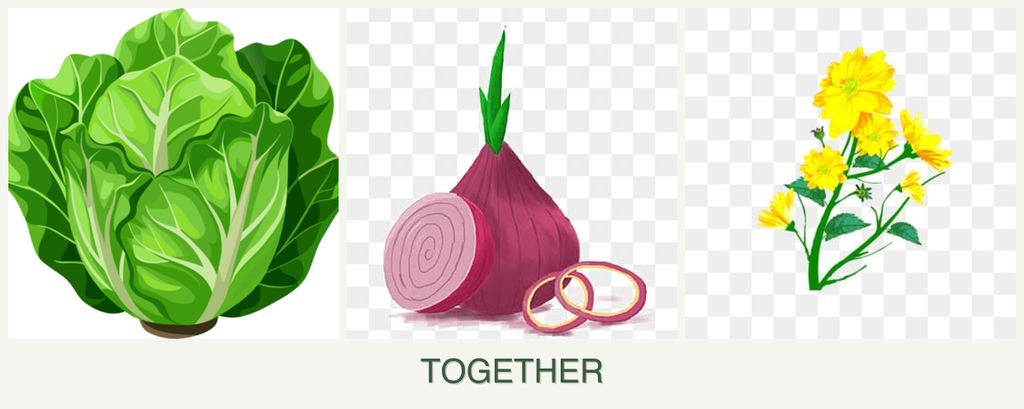 Can you plant lettuce, onions and calendula together?