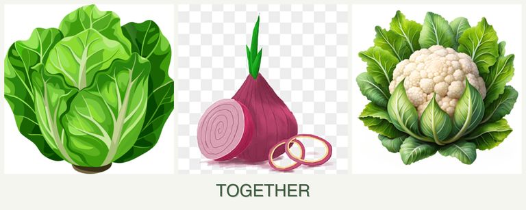 Can you plant lettuce, onions and cauliflower together?