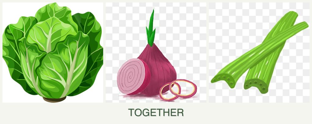 Can you plant lettuce, onions and celery together?